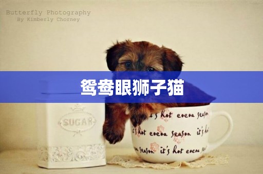 鴛鴦眼獅子貓