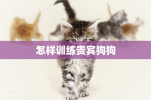 怎樣訓練貴賓狗狗