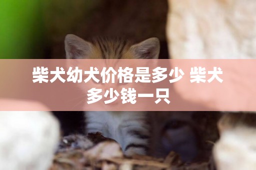 柴犬幼犬價格是多少 柴犬多少錢一只