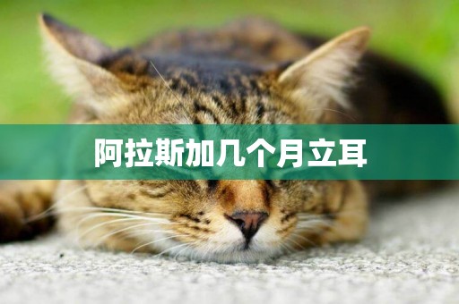阿拉斯加幾個月立耳