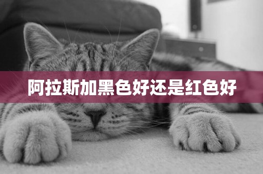 阿拉斯加黑色好還是紅色好