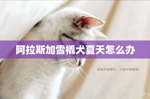 阿拉斯加雪橇犬夏天怎么辦