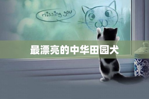 最漂亮的中華田園犬
