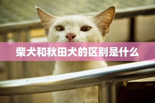 柴犬和秋田犬的區別是什么
