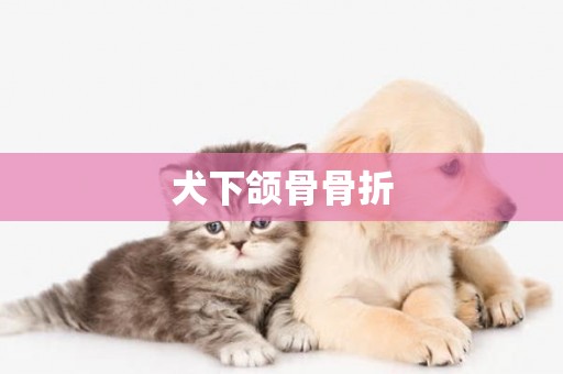 犬下頜骨骨折