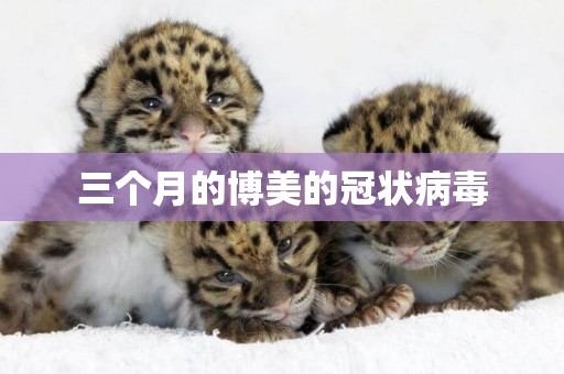 三個月的博美的冠狀病毒