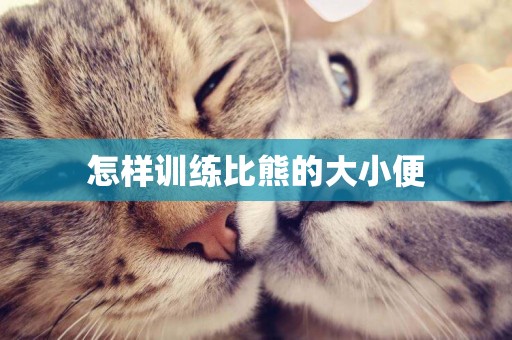 怎樣訓練比熊的大小便