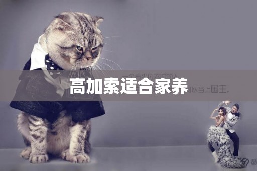 高加索適合家養