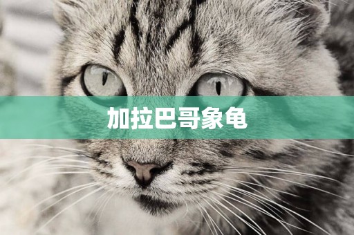 加拉巴哥象龜