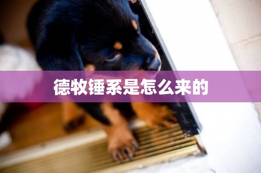 德牧錘系是怎么來的