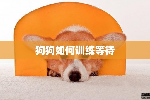 狗狗如何訓練等待
