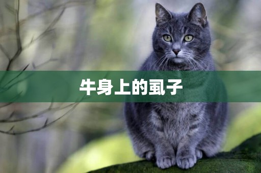 牛身上的虱子