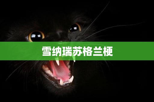 雪納瑞蘇格蘭梗