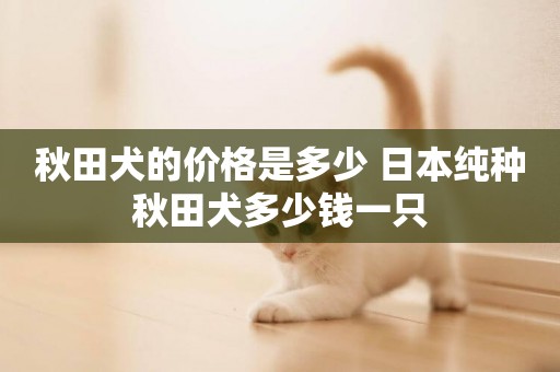 秋田犬的價格是多少 日本純種秋田犬多少錢一只