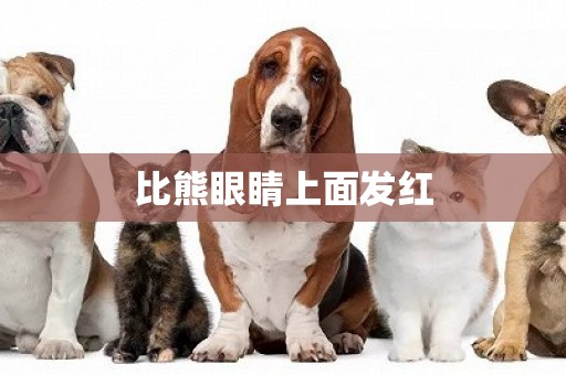 比熊眼睛上面發紅