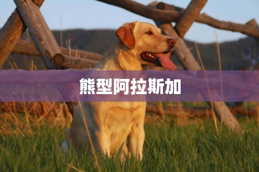 熊型阿拉斯加