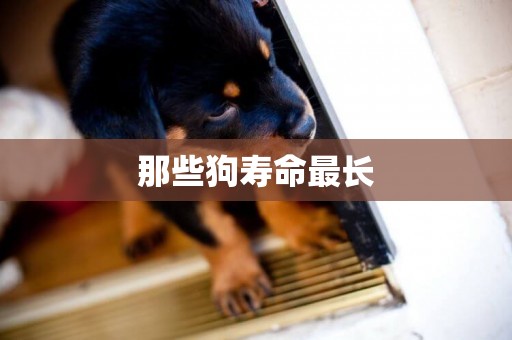 那些狗壽命最長