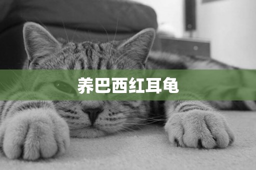 養巴西紅耳龜