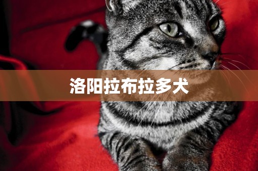 洛陽拉布拉多犬