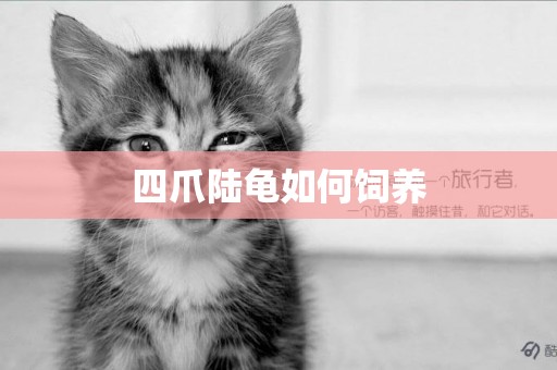 四爪陸龜如何飼養