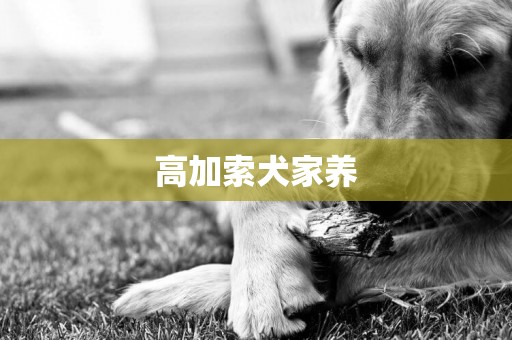 高加索犬家養