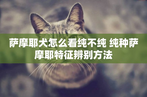 薩摩耶犬怎么看純不純 純種薩摩耶特征辨別方法