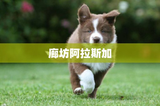 廊坊阿拉斯加