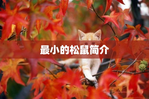最小的松鼠簡介