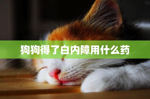 狗狗得了白內障用什么藥
