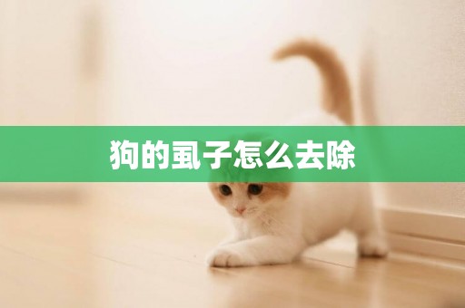 狗的虱子怎么去除