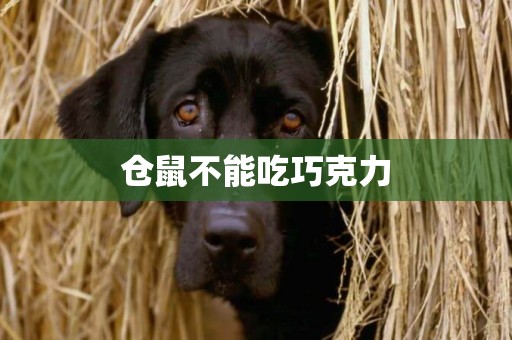 倉鼠不能吃巧克力