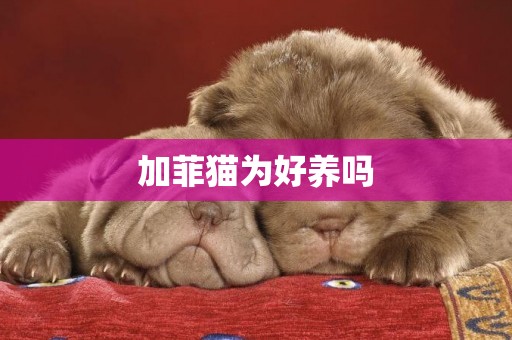 加菲貓為好養嗎