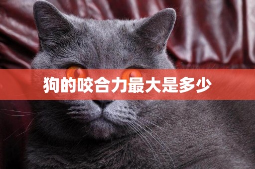 狗的咬合力最大是多少