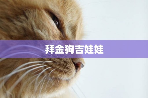 拜金狗吉娃娃