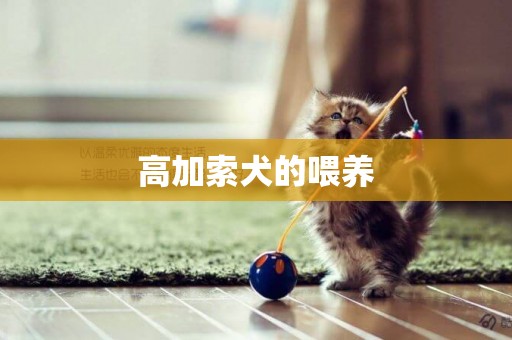高加索犬的喂養