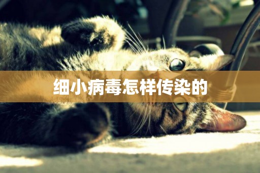 細小病毒怎樣傳染的