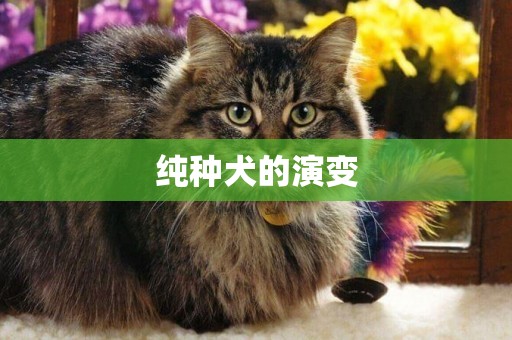 純種犬的演變