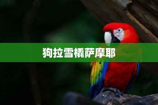 狗拉雪橇薩摩耶