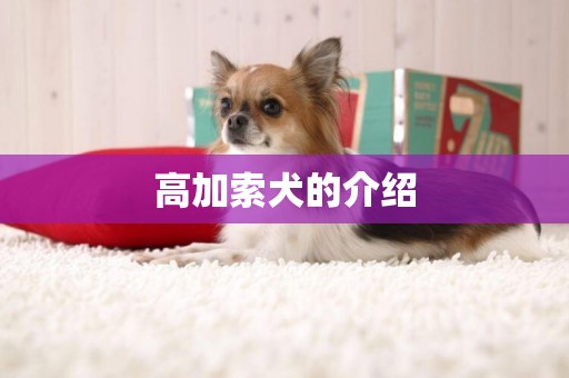高加索犬的介紹