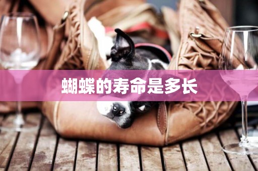 蝴蝶的壽命是多長