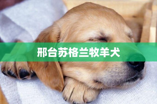 邢臺蘇格蘭牧羊犬