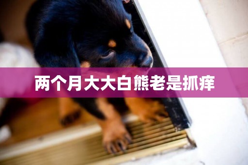 兩個月大大白熊老是抓癢