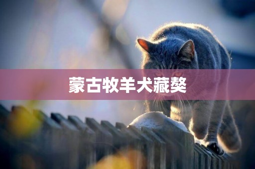 蒙古牧羊犬藏獒