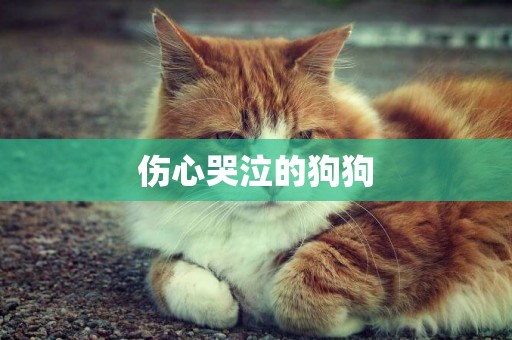 傷心哭泣的狗狗