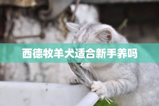 西德牧羊犬適合新手養嗎