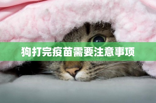 狗打完疫苗需要注意事項