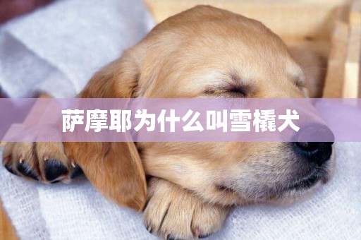 薩摩耶為什么叫雪橇犬