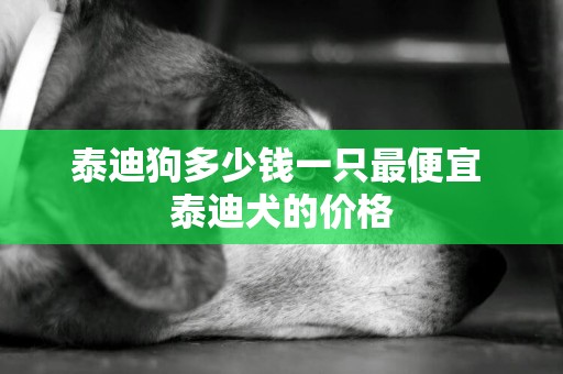 泰迪狗多少錢一只最便宜 泰迪犬的價格