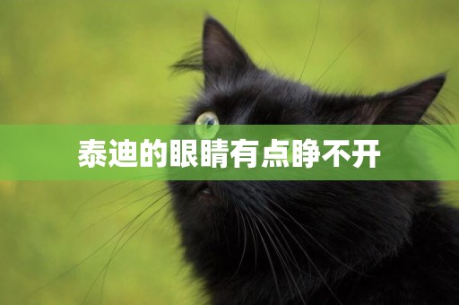 泰迪的眼睛有點睜不開
