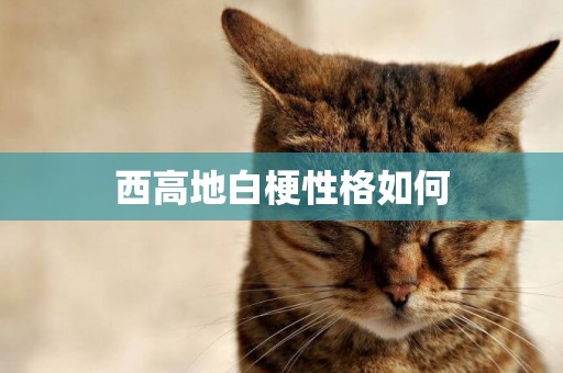 西高地白梗性格如何